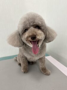 マイちゃんのトリミング写真
