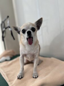 ままちゃんのトリミング写真