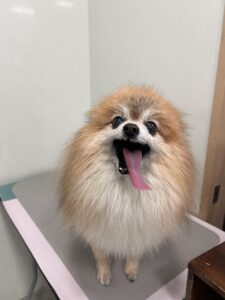 まるくんのトリミング写真