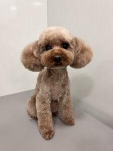 まるちゃんのトリミング写真