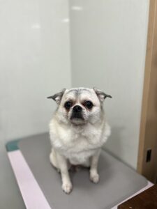 マロくんのトリミング写真