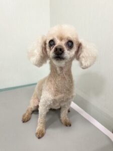 みるくちゃんのトリミング写真