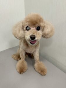 みるくちゃんのトリミング写真