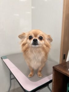 麦(むぎ)くんのトリミング写真
