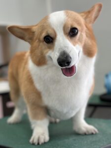ムギちゃんのトリミング写真