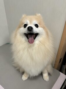 麦ちゃんのトリミング写真