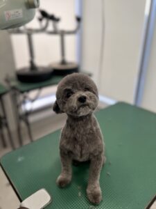メイくんのトリミング写真