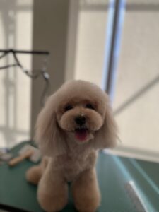 モカちゃんのトリミング写真