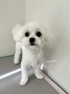 もっちくんのトリミング写真