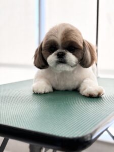 ゆずちゃんのトリミング写真