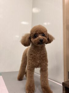 ライムくんのトリミング写真
