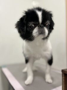らんちゃんのトリミング写真