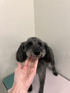 リアンちゃんのトリミング写真