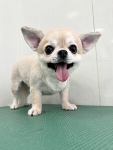 りおちゃんのトリミング写真