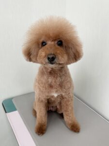 リーフちゃんのトリミング写真