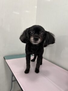 レオくんのトリミング写真