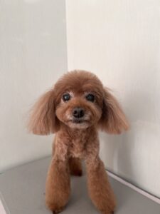 れおんくんのトリミング写真