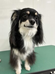 レナちゃんのトリミング写真
