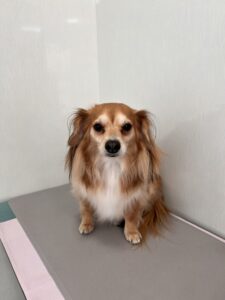 レンくんのトリミング写真