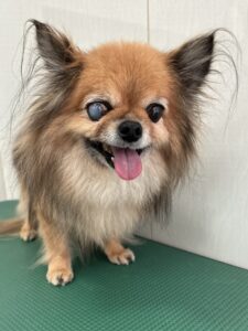 ROCO(ろこ)くんのトリミング写真