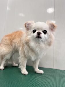 カロンちゃんのトリミング写真