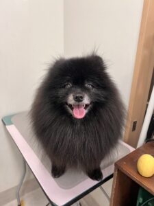 クローバーくんのトリミング写真