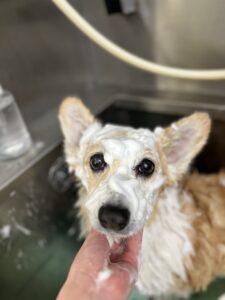 ココアちゃんのトリミング写真