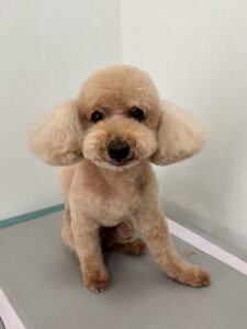 ココアちゃんのトリミング写真