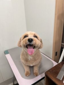 コロくんのトリミング写真