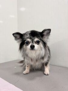 サニーちゃんのトリミング写真