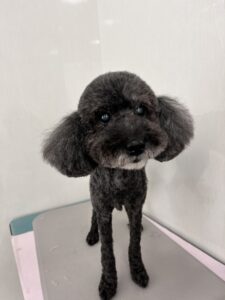 ショコラちゃんのトリミング写真
