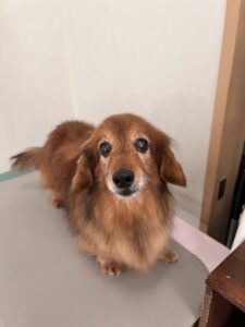 チョコくんのトリミング写真