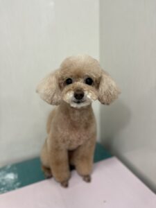 ティアラちゃんのトリミング写真