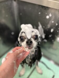 ティムくんのトリミング写真