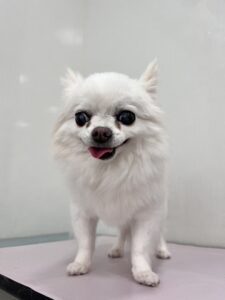 ナナちゃんのトリミング写真