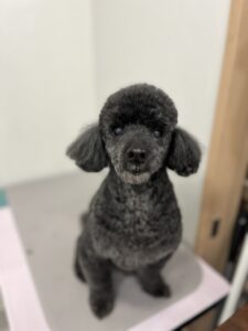 ネロくんのトリミング写真
