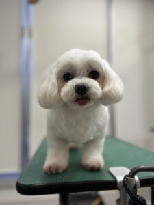 ハルくんのトリミング写真