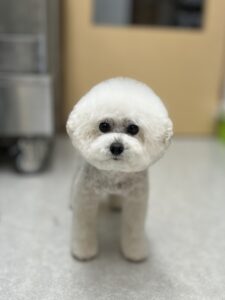 バニラくんのトリミング写真