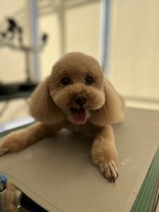 パルムくんのトリミング写真
