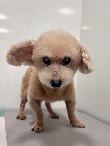 フランくんのトリミング写真