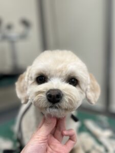 ベルちゃんのトリミング写真