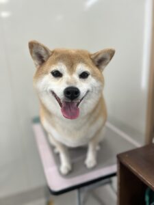 マロンちゃんのトリミング写真
