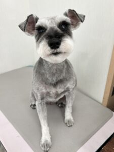 ミントちゃんのトリミング写真