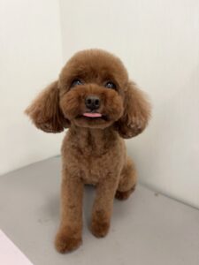モカちゃんのトリミング写真