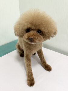 モカちゃんのトリミング写真