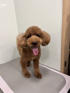 もこくんのトリミング写真