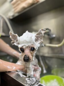 ラッキーくんのトリミング写真