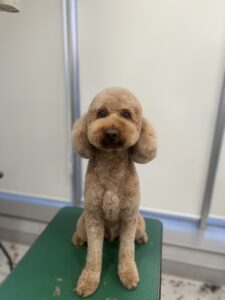 レオンくんのトリミング写真