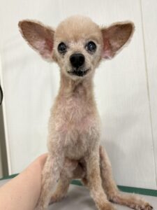 ロコモコくんのトリミング写真