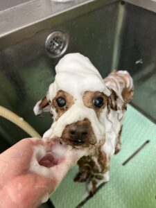 ロビィくんのトリミング写真